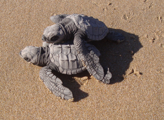 The species of turtle seen at Las Alamandas is the olive ridley.