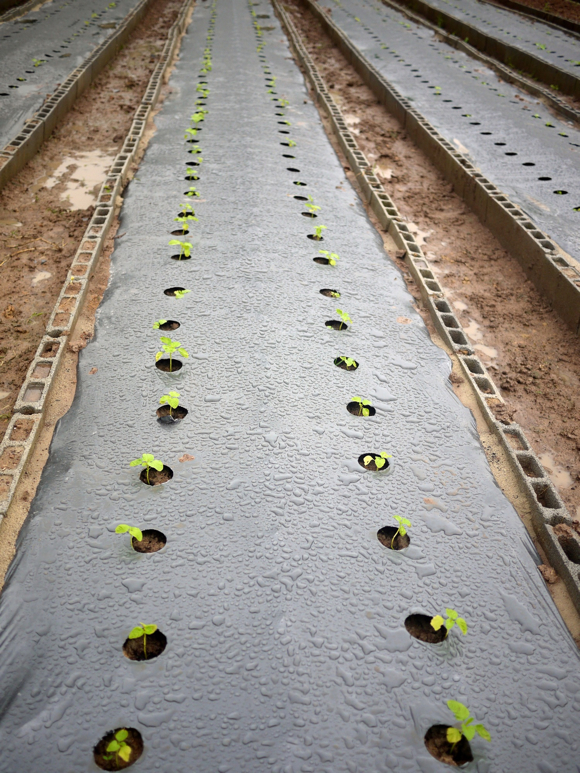 Organic seedlings begin to grow.