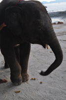 Koko the elephant is the ambassador for Phulay Baby at Phulay Bay in Krabi, Thailand.