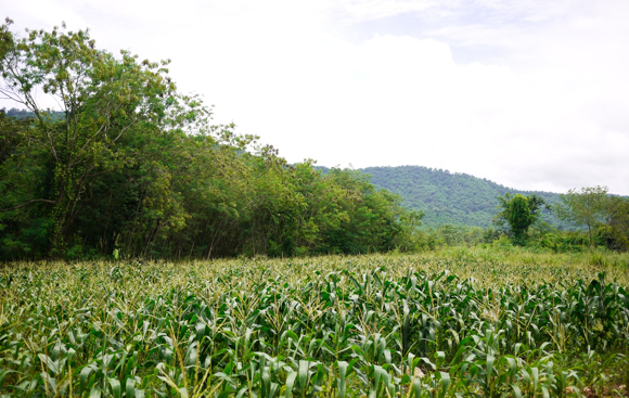 Sweet corn is the first of the farm’s crops to be harvested.