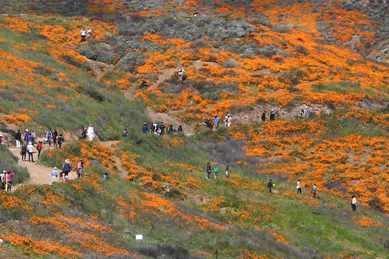 People visit the poppy “super bloom,” triggered by copious rainfall, near Lake Elsinore, California, in March. | Getty Images
