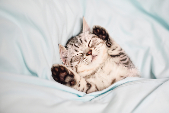 Yes, this photo of a kitten in a bed is a shameless attempt to get you to click on the story. Admit you like it. | Getty Images